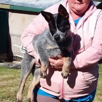 Blue Australian Cattle Dogs Pups looking for their forever homes.