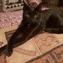Four-year old male cat needing to be urgently rehomed close to home on Gold Coast-1