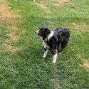 3yr old pure bred border collie -3