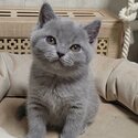 British shorthair kittens For Adoption male and female -0