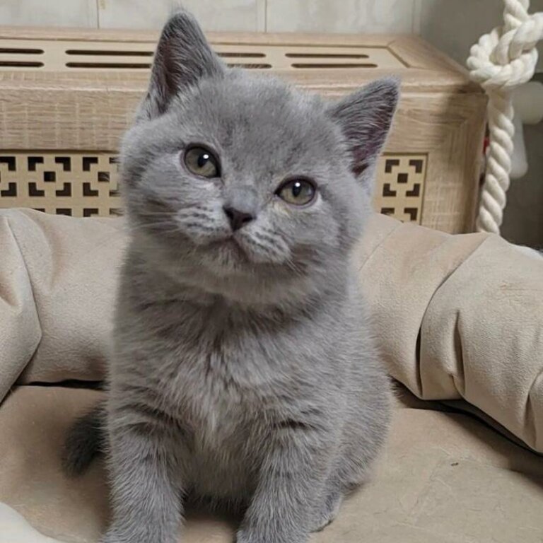 British shorthair kittens For Adoption male and female 