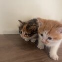 Calico and orange cats-1