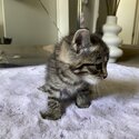 Kittens for sale!!!-1