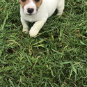 JACK RUSSELL PUPPY MALE-5