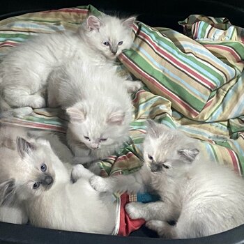 Pure Bred Ragdoll Kittens