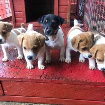 Jack Russell Terrier Boys and Girls