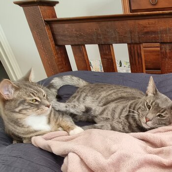 Bonded domestic shorthair cats