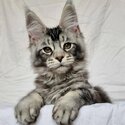 Trained Maine Coon Kittens male and female -1