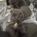 Tri Colour &amp; Black GSD purebred pups.  -5