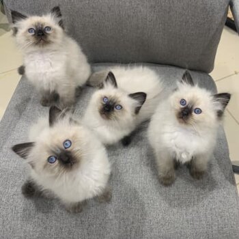 Ragdoll Kittens Available x 2