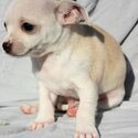Chihuahua baby boy smooth coat -0
