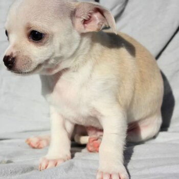 Chihuahua baby boy smooth coat 
