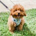 Hypoallergenic Cavoodle puppies for sale-0