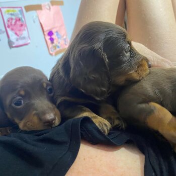 3 Pure-bred Miniature Smooth Coat Dachshunds 