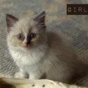 Purebred Ragdoll Kittens-4