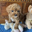 Affectionate cavoodle puppies F1B for adoption