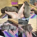 7 beautiful purebred French bulldog puppies -3
