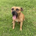 Awesome 5 year old red male Staffordshire available for stud-4