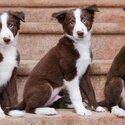 Beautiful Border Collie Puppies male and female -2