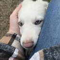 Gorgeous border collie puppies for sale
