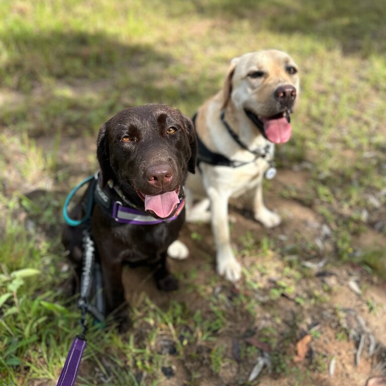 Purebreds - Chocolate female Labrador (18mths)  &amp; yellow male Labrador (23mths)