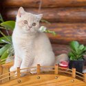 British shorthair kittens For Adoption male and female -5