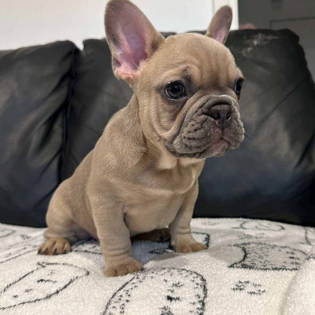 Trained French Bulldog Puppies males and female