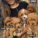 Adult Cavoodle And Puppies For Adoption 