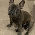 Not for sale French bulldog Stud -5