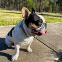 French Bulldog MALE Puppy - 7 months - Not Desexed-3