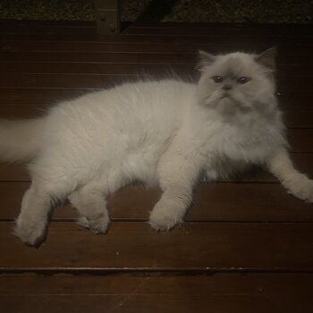 Purebred Persian cat is looking for loving home