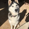 Siberian Male Huskey- Not for sale-2