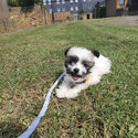 Shihtzu x Chihuahua Mixed Shichi. Great breed  for a family Home. 