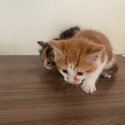Calico and orange cats-4