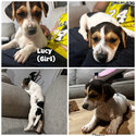 Jack Russell puppies -2