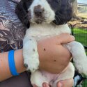 Cocker Spaniels with a difference-5