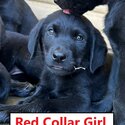 7 beautiful Labrador Puppies for sale-3