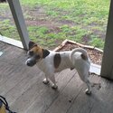 Jack Russel looking for love -1