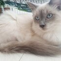 Ragdoll looking to be re-homed.-0
