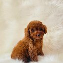 toy male Poodle, dark red color-3