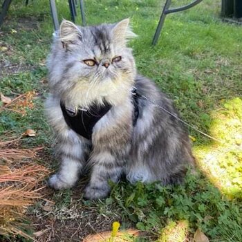 Adorable, charming gentle PURE BREED PERSIAN CAT