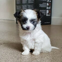 Shihtzu x Chihuahua Mixed Shichi. Great breed  for a family Home. -2