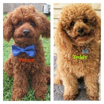 2 Red Toy Poodle Purebred Studs