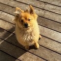 Pomeranian Puppy-3