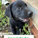 7 beautiful Labrador Puppies for sale-4