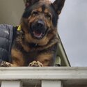 German Shepherd Stud Service (DOG NOT FOR SALE)-1