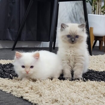 Purebred Ragdoll kittens 