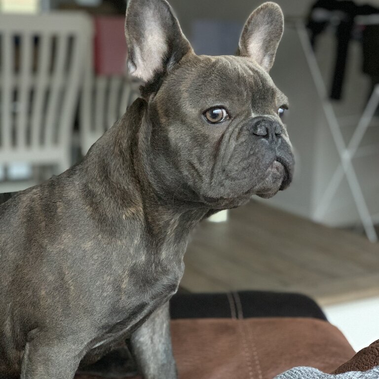 Not for sale French bulldog Stud 