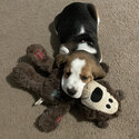 Gorgeous male beagle puppies for sale-4