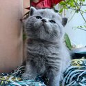 British Shorthair kittens for sale-2